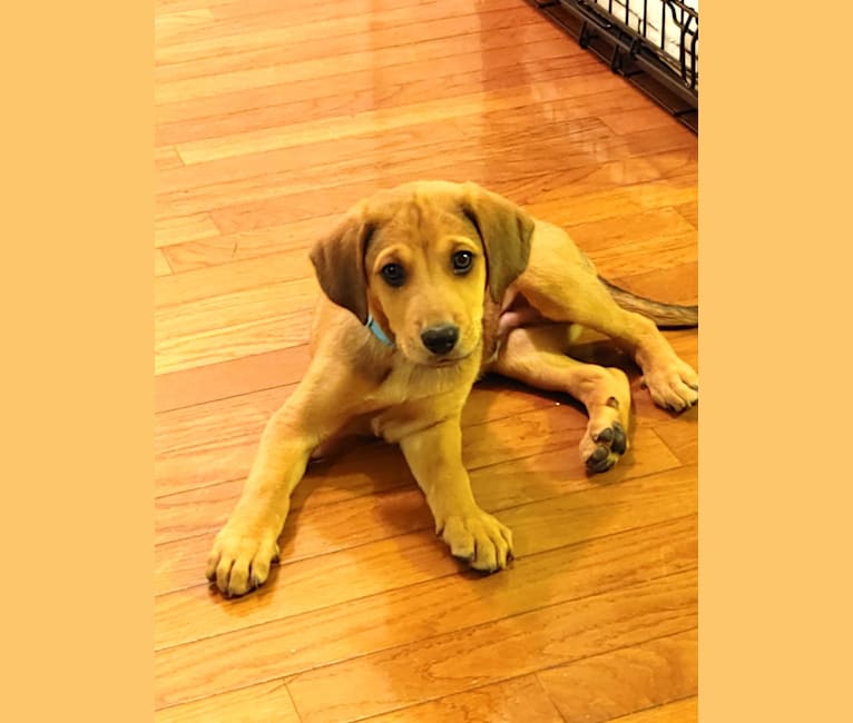 Embark Dog DNA Test Breed