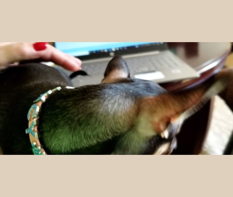 Fancy, a Chihuahua tested with EmbarkVet.com