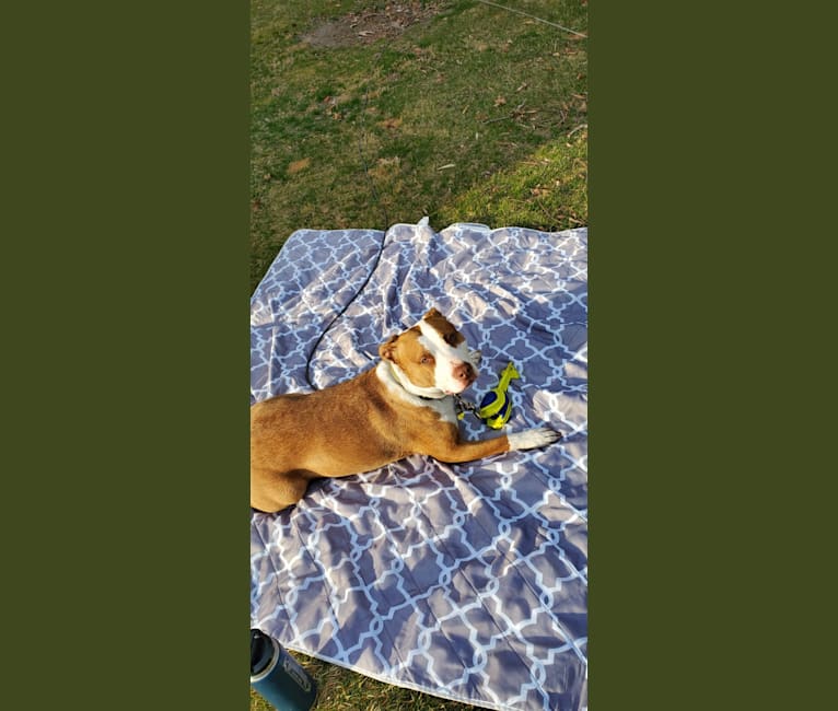 Moose, an American Pit Bull Terrier and American Bulldog mix tested with EmbarkVet.com