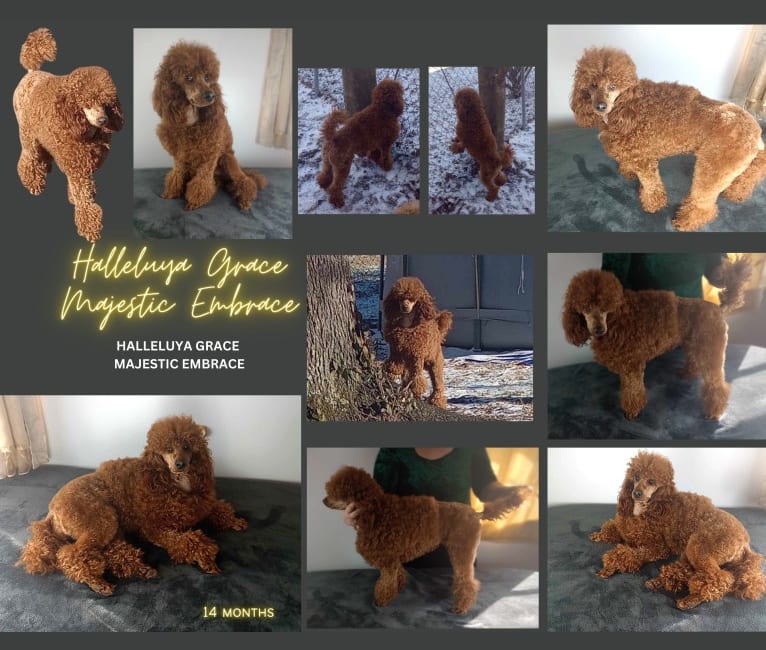 Halleli, a Poodle (Small) tested with EmbarkVet.com
