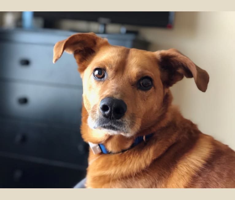 Hound chow mix 2025
