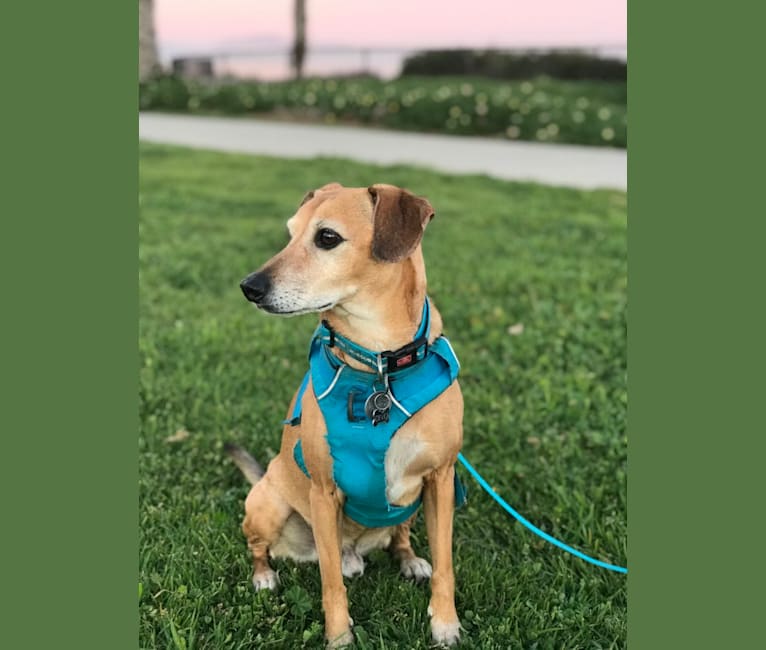 Embark Dog DNA Test Breed