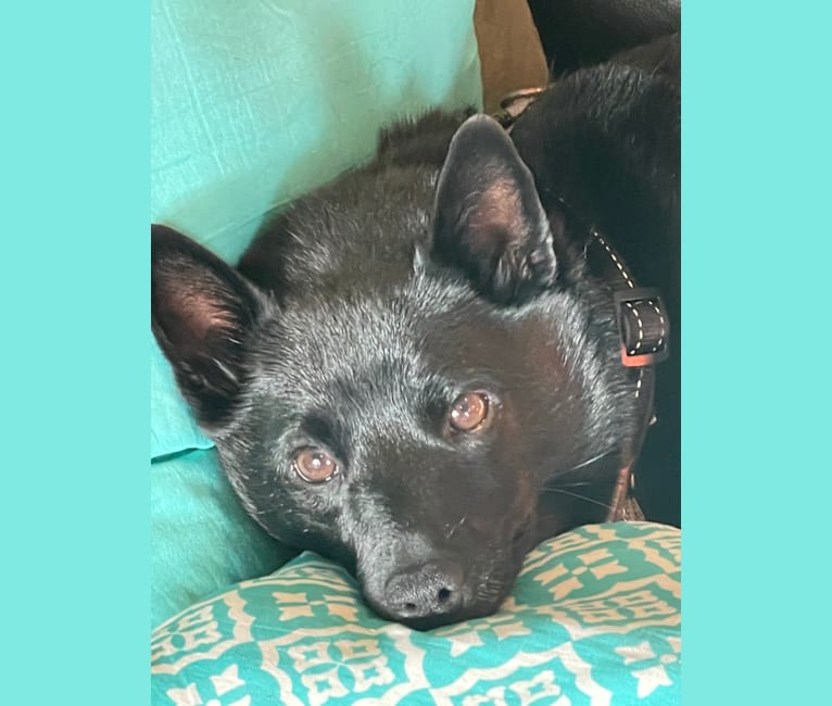 Reilly, a Schipperke and Rat Terrier mix tested with EmbarkVet.com