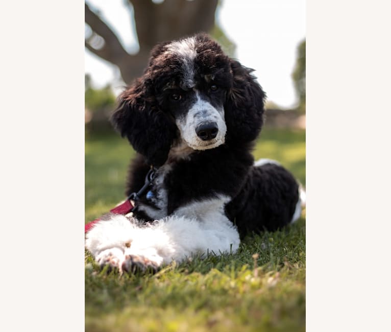“Lethal Weapon” Riggs, a Poodle tested with EmbarkVet.com