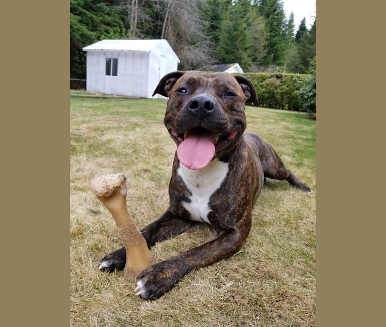 Moose, an American Pit Bull Terrier and American Staffordshire Terrier mix tested with EmbarkVet.com