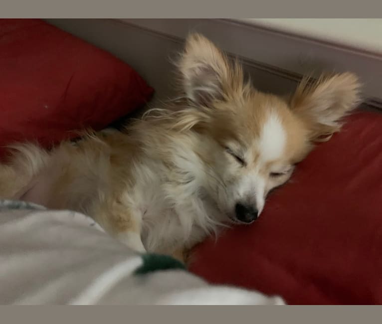 Bella, a Chihuahua and Shetland Sheepdog mix tested with EmbarkVet.com