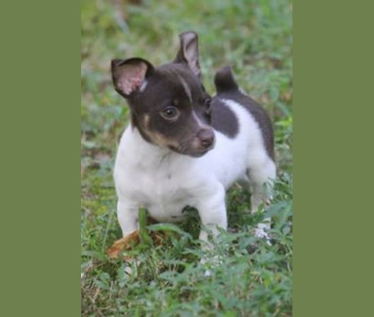 Davey, a Teddy Roosevelt Terrier tested with EmbarkVet.com