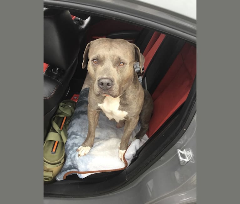 embark dog dna test breed