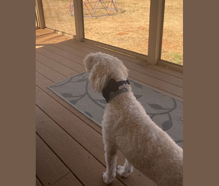 Pax, a Poodle (Small) and Cocker Spaniel mix tested with EmbarkVet.com