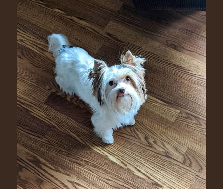 albino yorkshire terrier