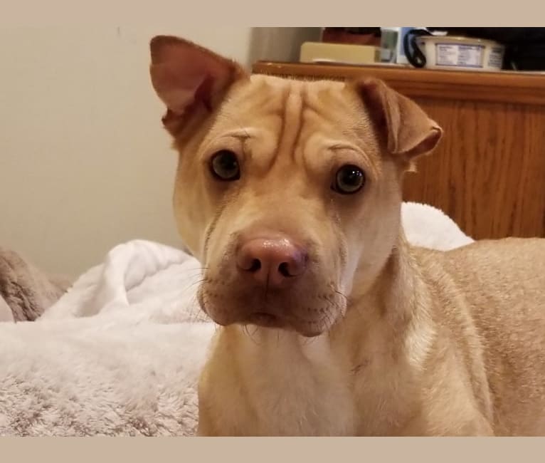 Chihuahua shar pei hot sale