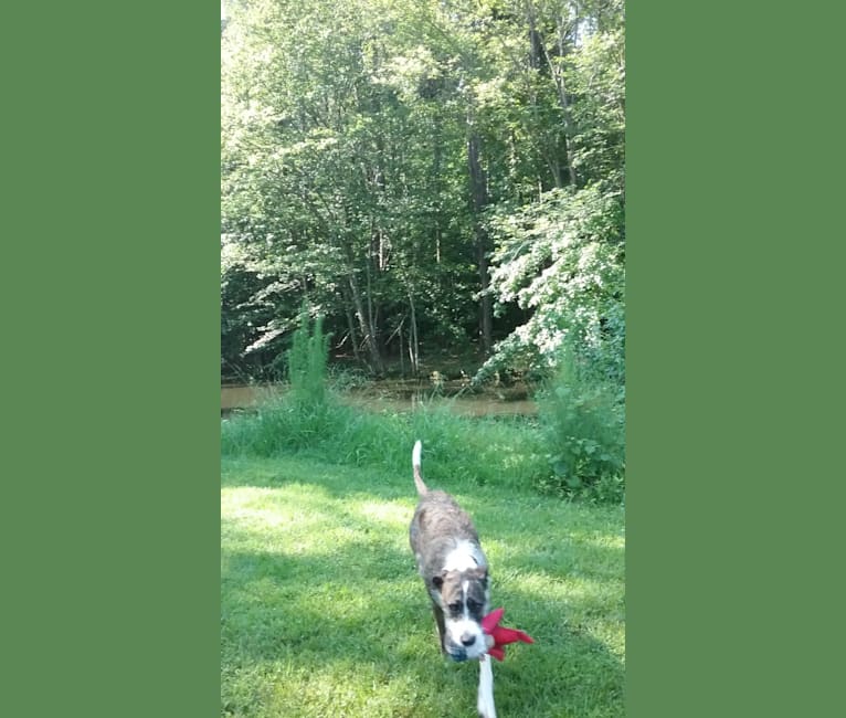 Roxanne, a Staffordshire Terrier and Labrador Retriever mix tested with EmbarkVet.com