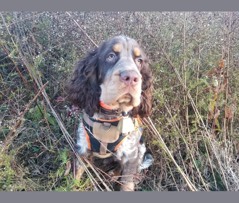 Winchester, an English Springer Spaniel and Clumber Spaniel mix tested with EmbarkVet.com