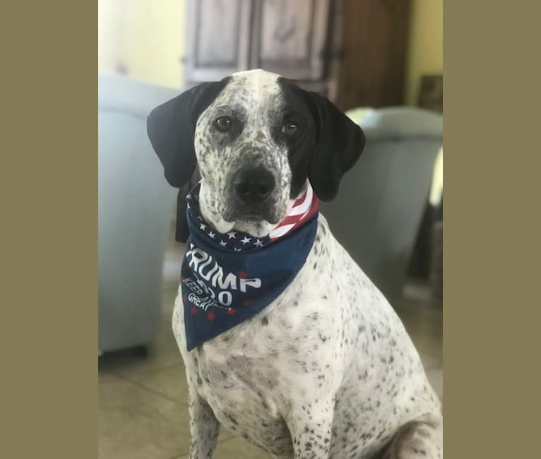 Lucy, an American Pit Bull Terrier and Bluetick Coonhound mix tested with EmbarkVet.com