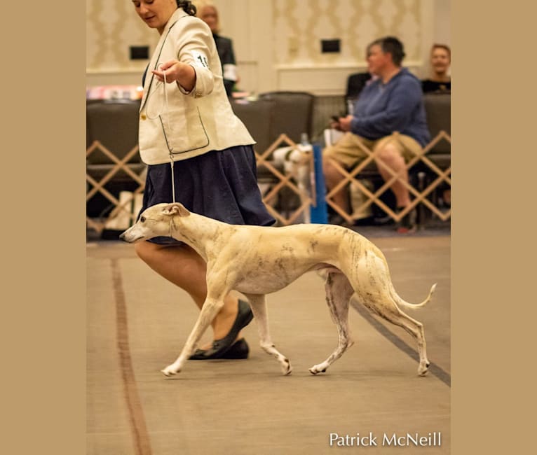 Tomte, a Whippet tested with EmbarkVet.com