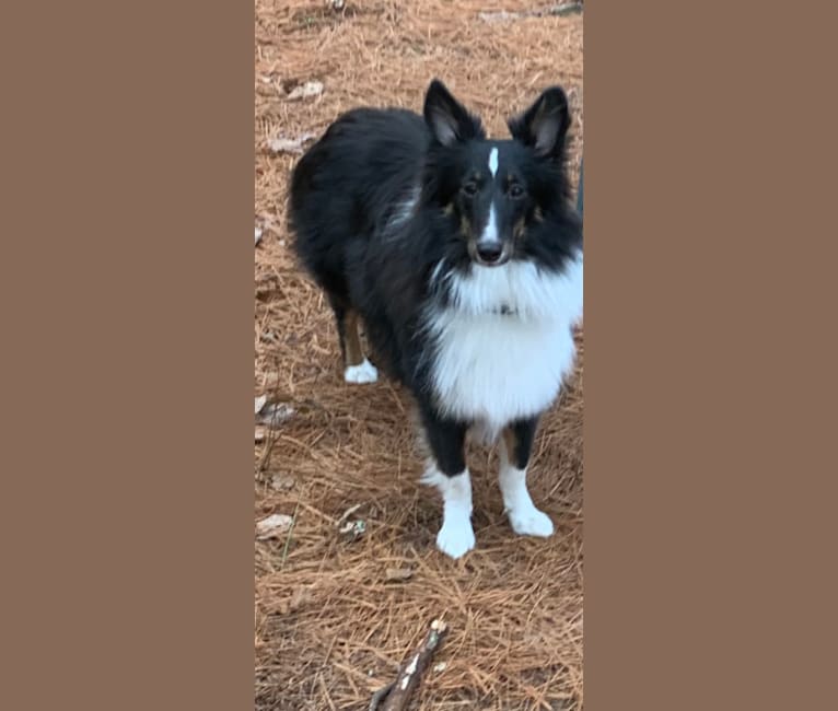 Whiskey Cash Adams, a Shetland Sheepdog tested with EmbarkVet.com