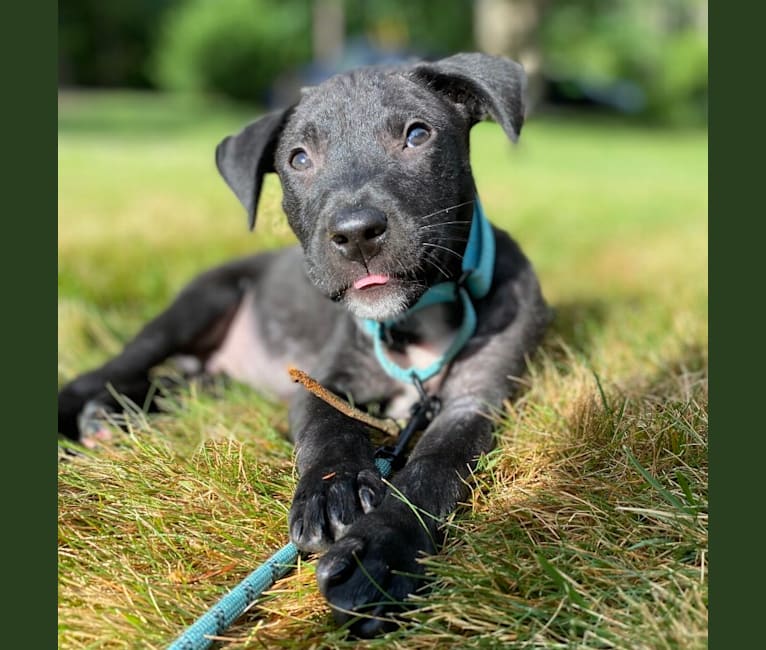 Phoenix, a Labrador Retriever and American Pit Bull Terrier mix tested with EmbarkVet.com