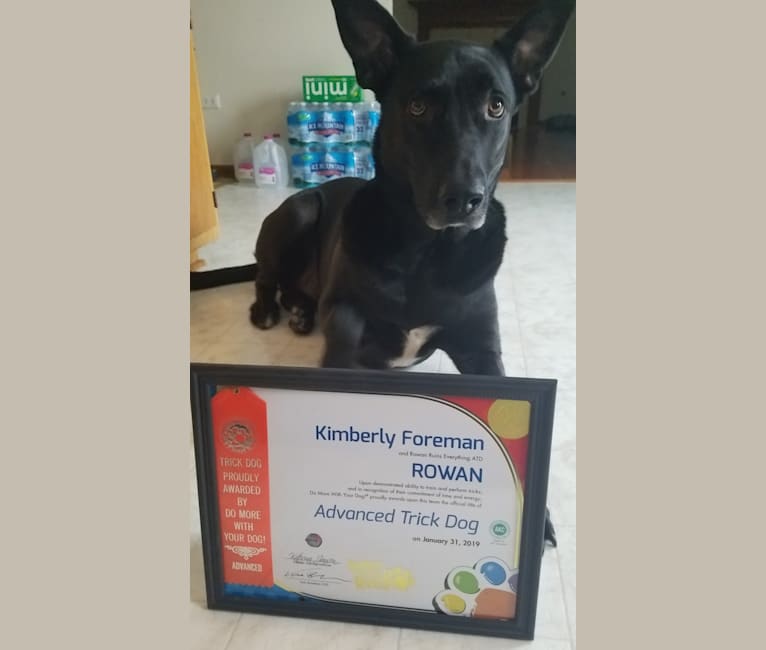 Rowan, a German Shepherd Dog and American Pit Bull Terrier mix tested with EmbarkVet.com