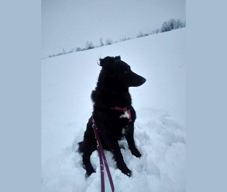 Photo of Rogue, a Border Collie, German Shepherd Dog, Australian Shepherd, and Mixed mix