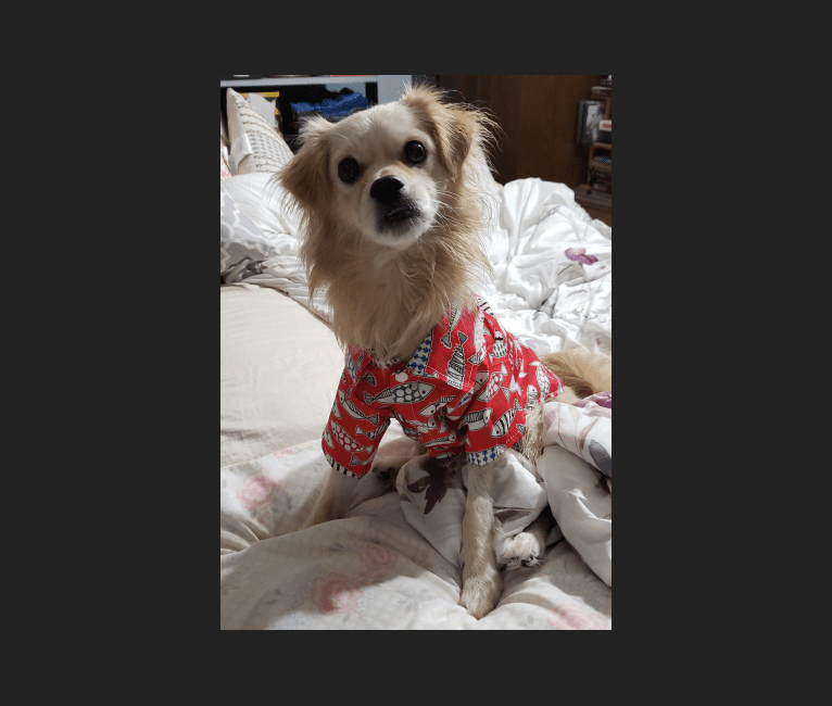 Arthur, a Poodle (Small) and Shih Tzu mix tested with EmbarkVet.com