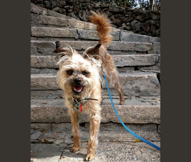 Reese, a Brussels Griffon and Poodle (Small) mix tested with EmbarkVet.com