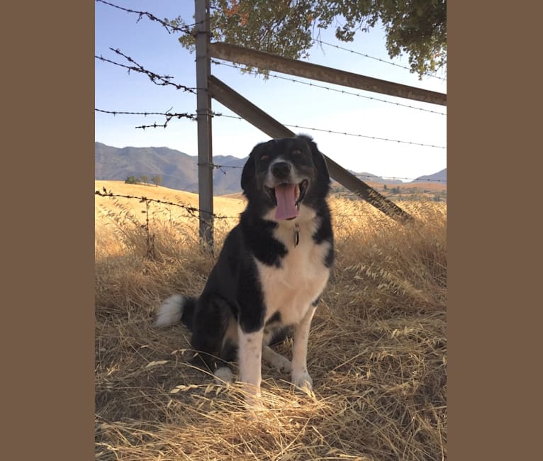 Photo of Happ, an Australian Shepherd and Border Collie mix in Byron, California, USA