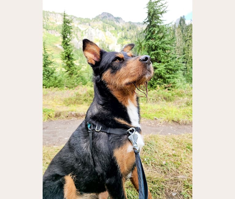 Photo of Beast, a German Shepherd Dog, Chow Chow, Australian Shepherd, Rottweiler, American Pit Bull Terrier, and Poodle (Small) mix in Yakima, Washington, USA