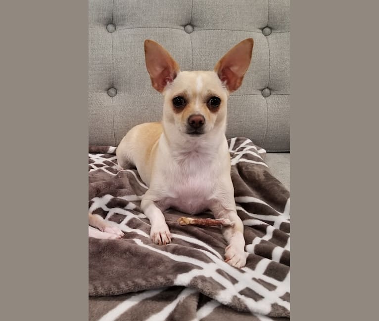 Photo of Maxx, a Chihuahua and Mixed mix in Georgia, USA