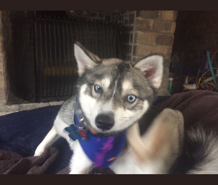 Clint, an Alaskan Klee Kai tested with EmbarkVet.com