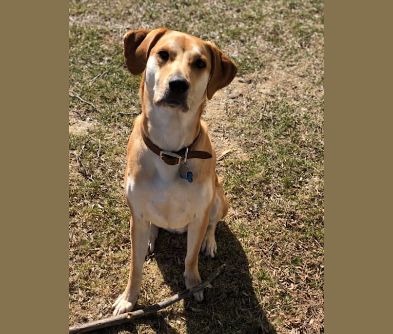 Catahoula mountain cur mix best sale