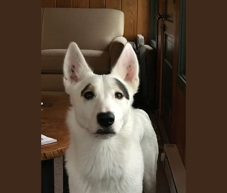 Emma, a Siberian Husky and Bull Terrier mix tested with EmbarkVet.com