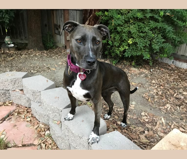 Jordy, an American Foxhound and American Staffordshire Terrier mix tested with EmbarkVet.com