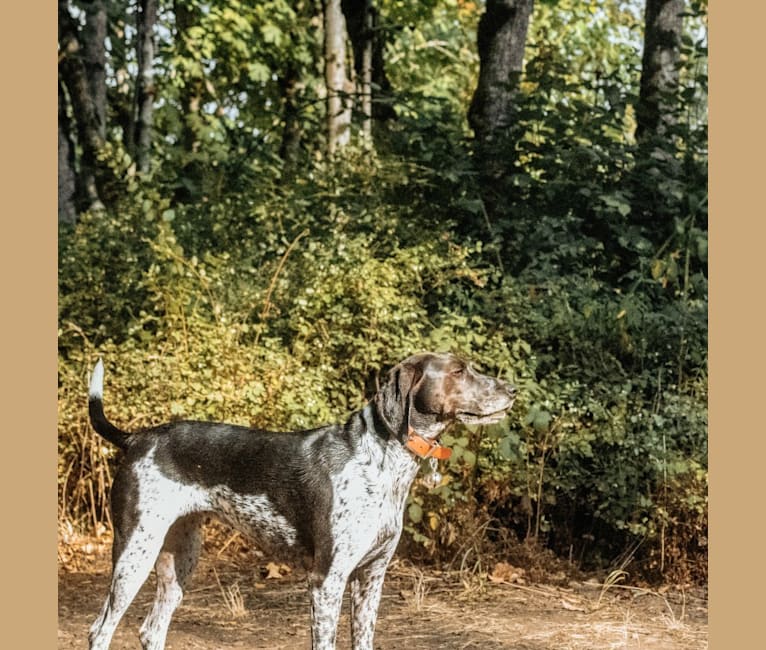 Dublin, a Coonhound and Brittany mix tested with EmbarkVet.com