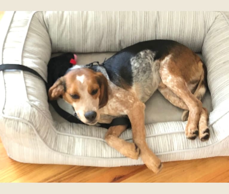 Red tick hound beagle mix sales