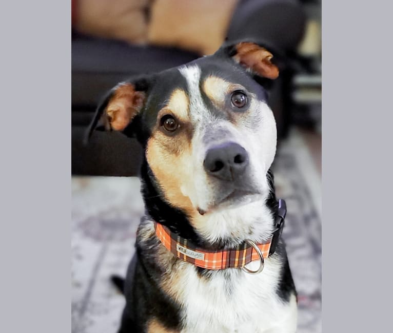Tyson, an Australian Cattle Dog and Boxer mix tested with EmbarkVet.com