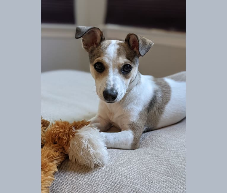 Photo of Scribble, a Chihuahua, Dachshund, and Rat Terrier mix in Texas, USA