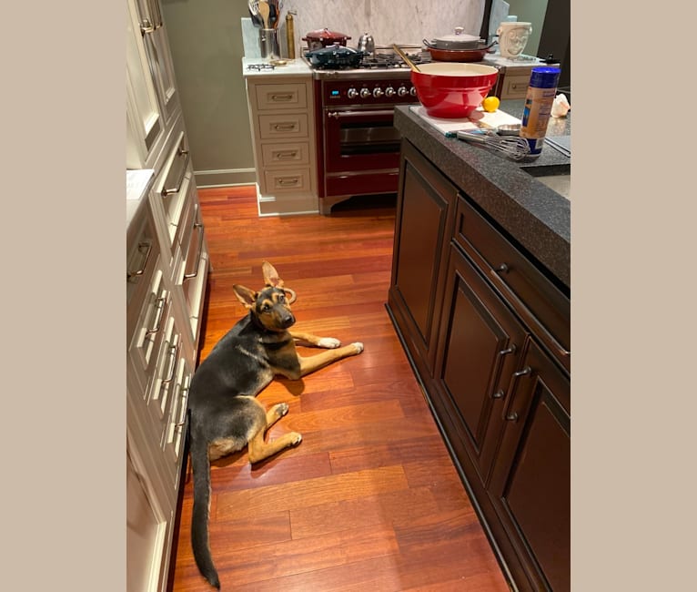 Lola, a German Shepherd Dog and American Pit Bull Terrier mix tested with EmbarkVet.com