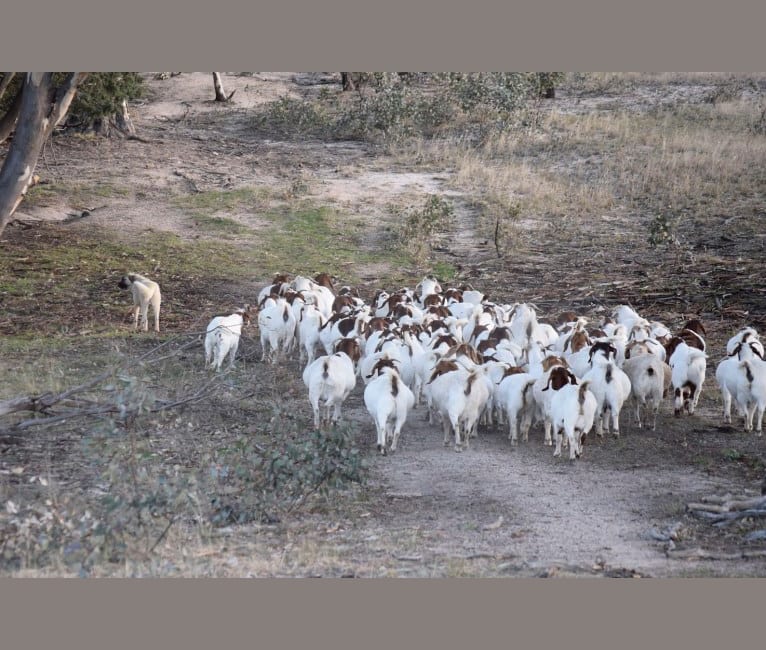 Katil, an Anatolian Shepherd Dog and Maremma Sheepdog mix tested with EmbarkVet.com