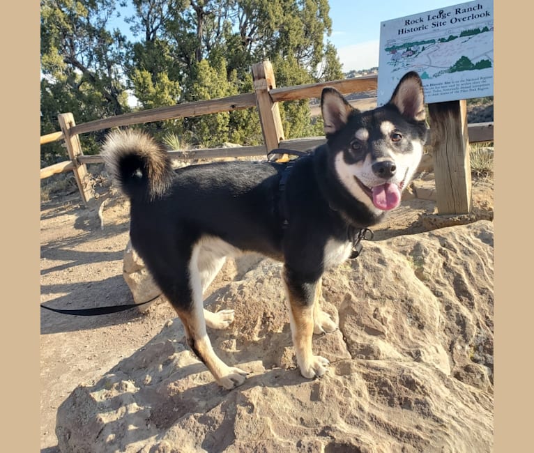 Embark Dog Dna Test Breed