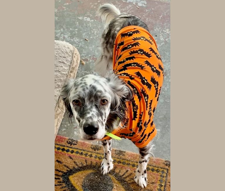 Yeti, a Llewellin Setter tested with EmbarkVet.com