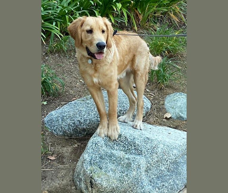 Photo of Echo, a Golden Retriever and Labrador Retriever mix in Murrieta, California, USA