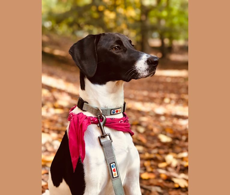 Pie, a German Shorthaired Pointer and Pointer mix tested with EmbarkVet.com