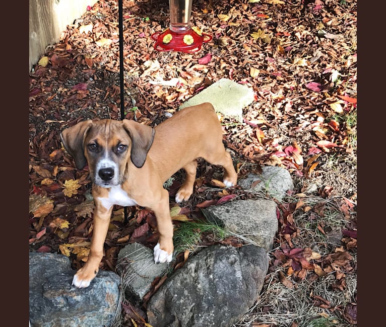 Sully, an American Pit Bull Terrier and Treeing Walker Coonhound mix tested with EmbarkVet.com