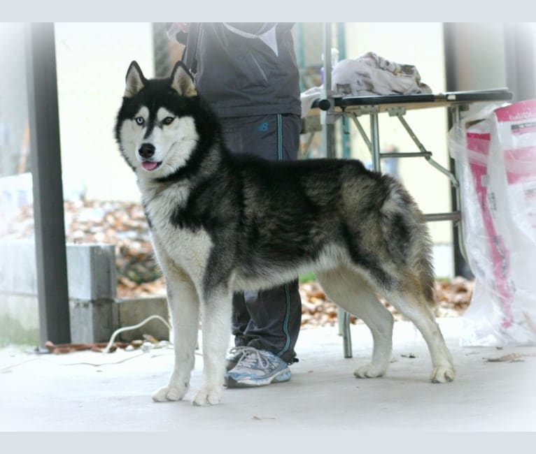 Photo of Ryu, a Siberian Husky 