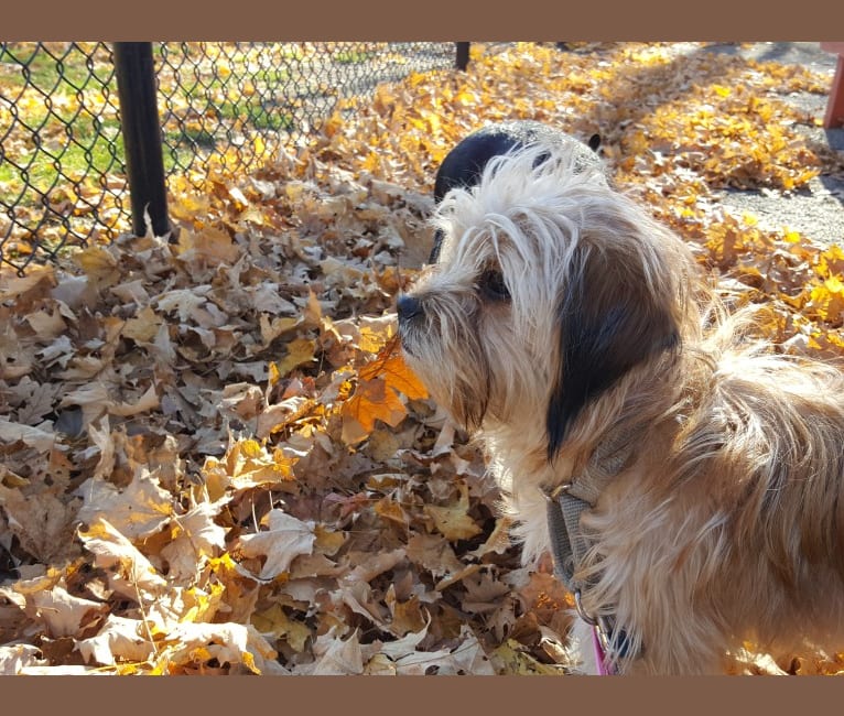 Benji, a Lhasa Apso and Chihuahua mix tested with EmbarkVet.com
