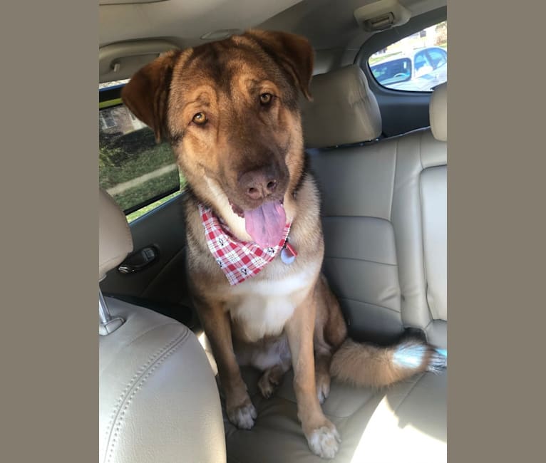 Moose, a German Shepherd Dog and Anatolian Shepherd Dog mix tested with EmbarkVet.com