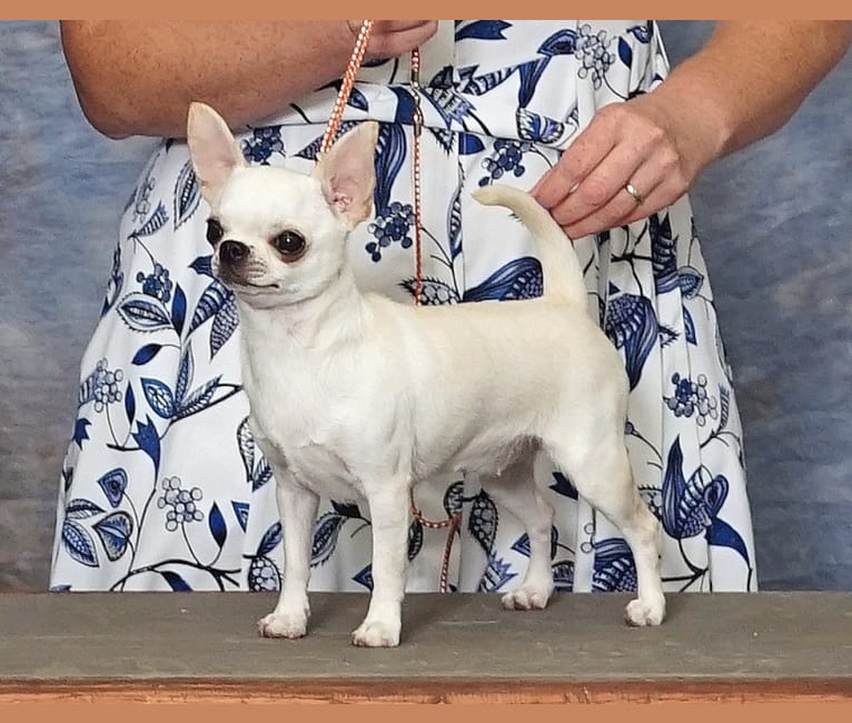 Flirt, a Chihuahua tested with EmbarkVet.com