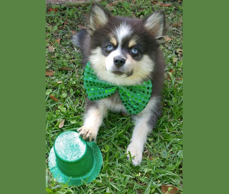 Photo of Miles, a Pomsky  in Maine Aim Ranch, King, Allerton, IA, USA