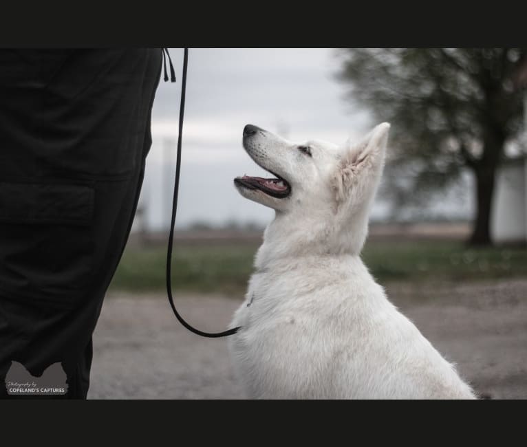 Indy, a White Shepherd tested with EmbarkVet.com