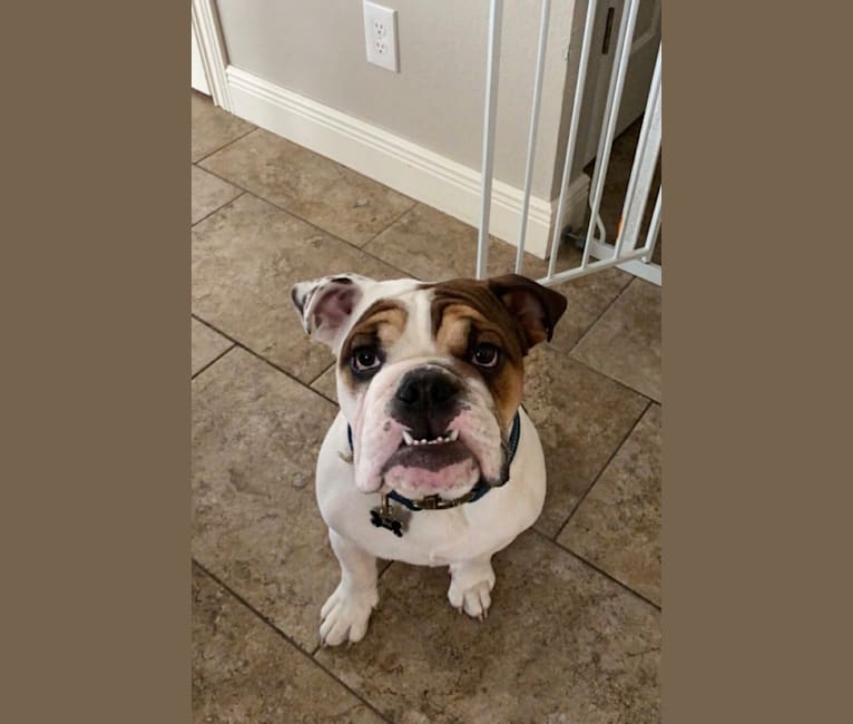 Photo of Wally Winston Stevens, a Bulldog  in Washburn, MO, USA